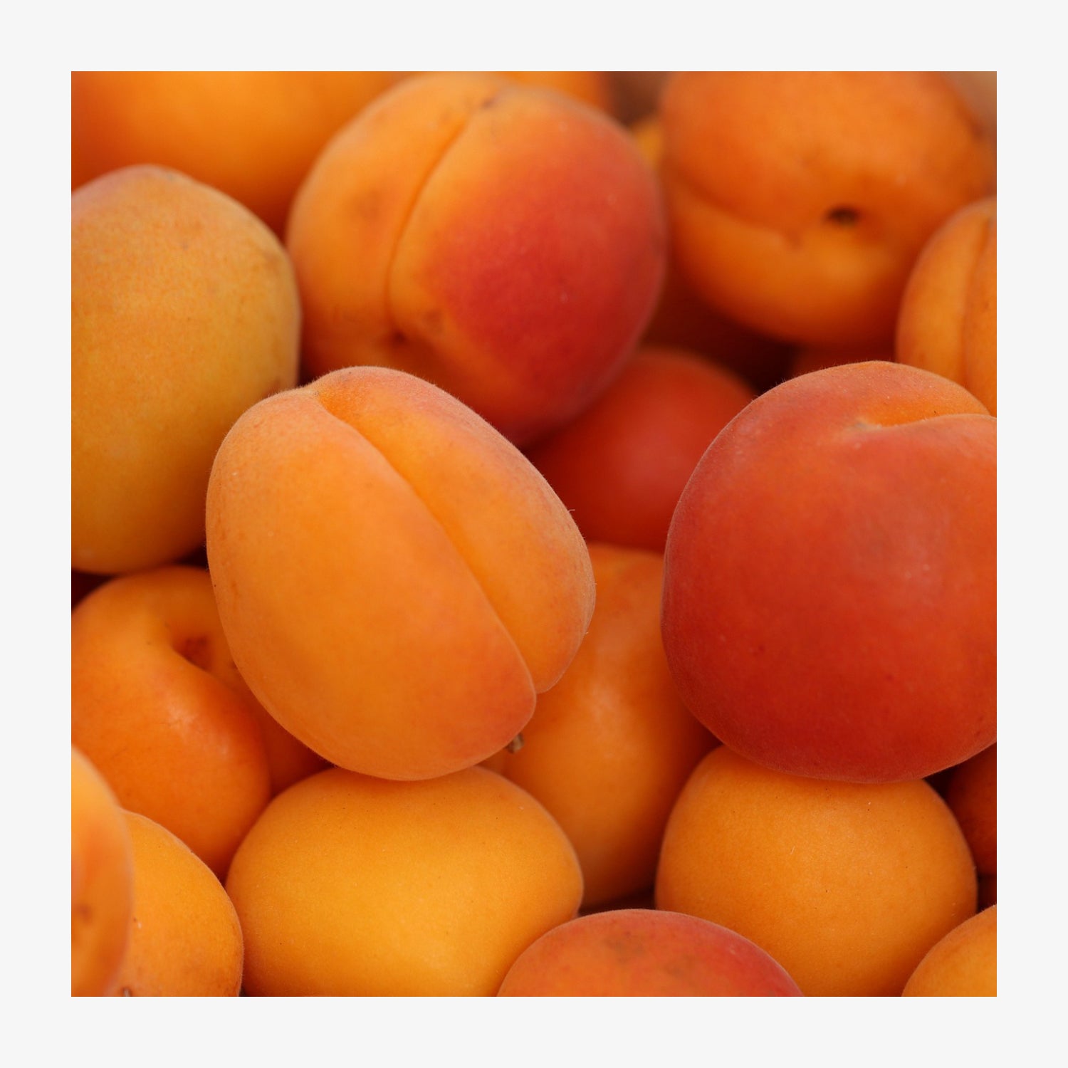 Produktbild 42190-ak_aprikose.jpg