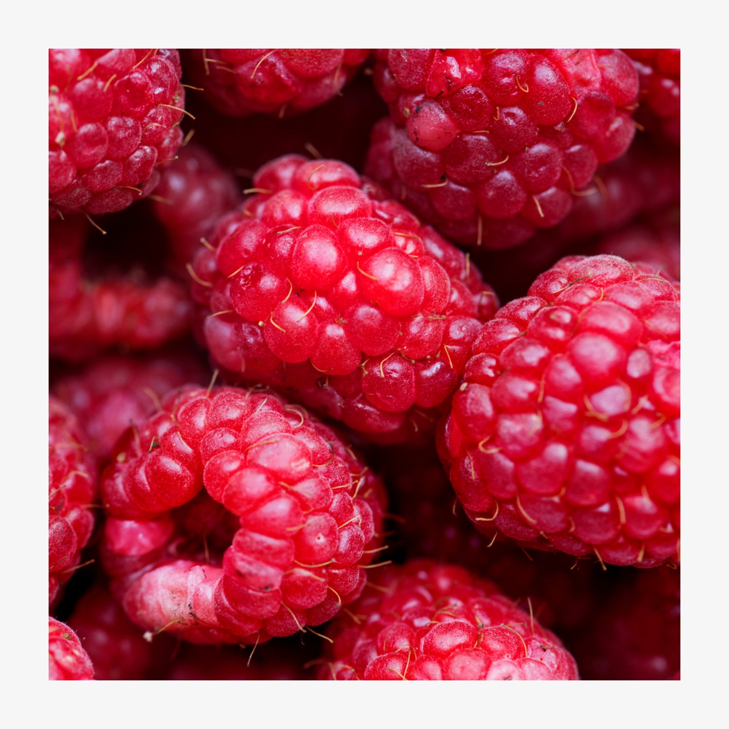 Produktbild 42190-ak_himbeere.jpg